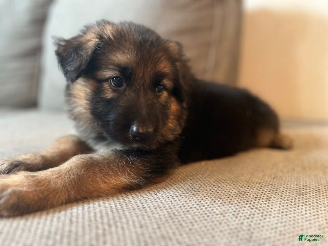 German Shepherd dogs for sale: Female - Image 2
