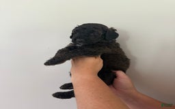 Bernedoodle dogs for sale: Royal Blue Boy - Image 4