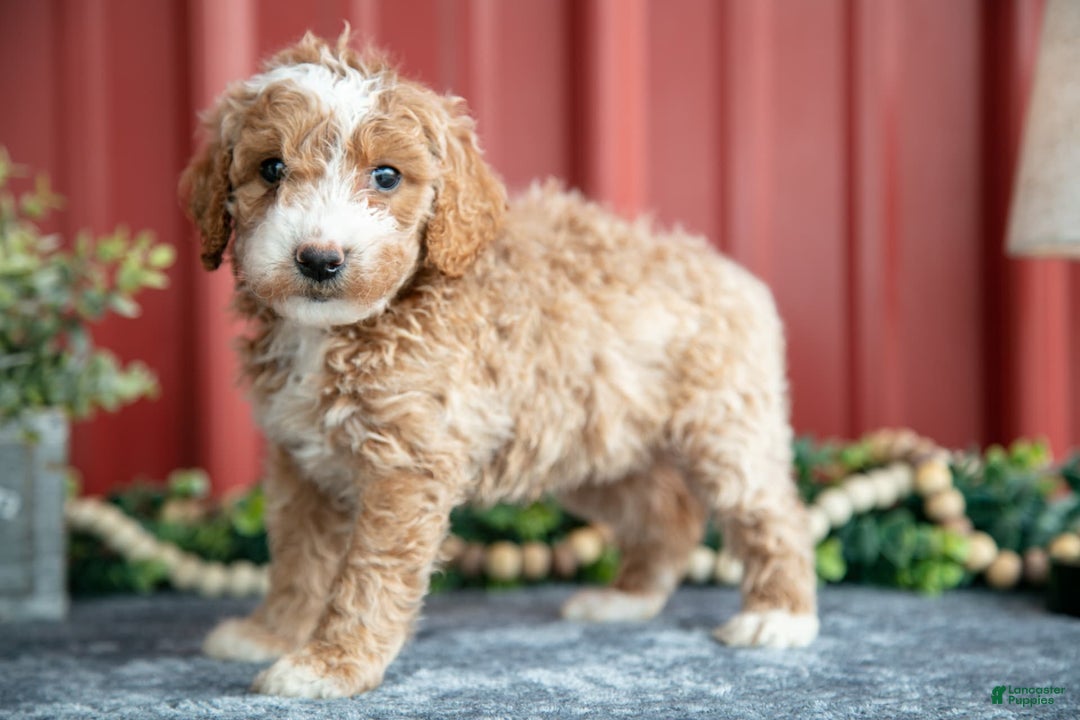 Mini Goldendoodle dogs for sale: Wendy - Image 2