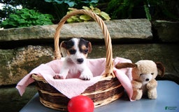 Jack Russell Terrier dogs for sale: Snickers - Image 1