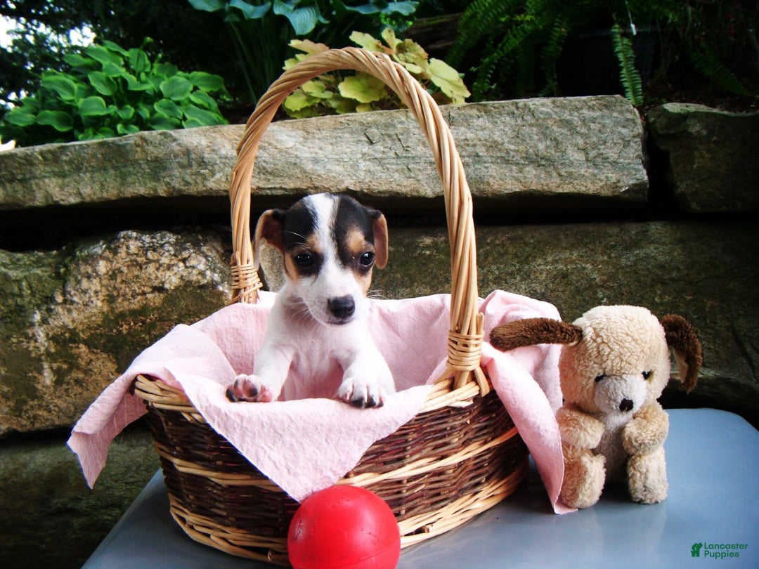 Jack Russell Terrier dogs for sale: Snickers - Image 1