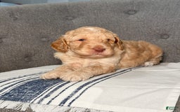 Goldendoodle dogs for sale: Archie - Image 9