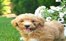 Mini Goldendoodle dogs for sale: Lenya - Image 2