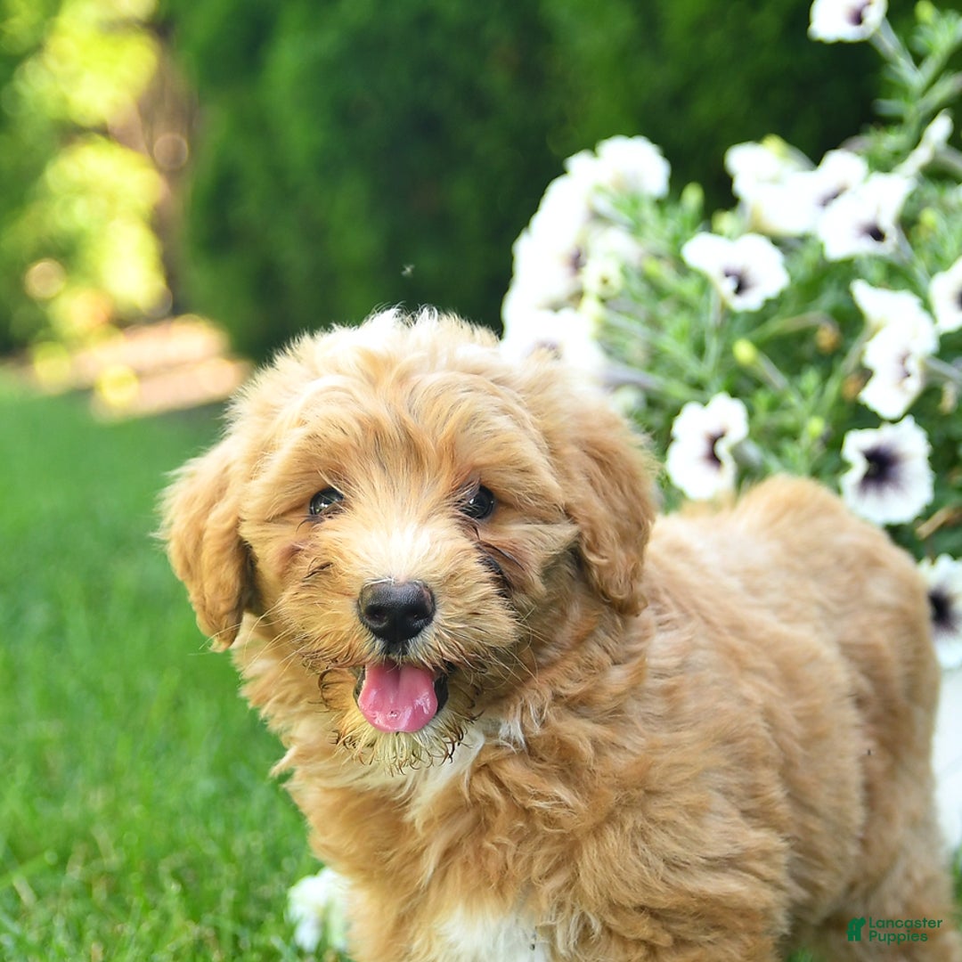 Mini Goldendoodle dogs for sale: Lenya - Image 2