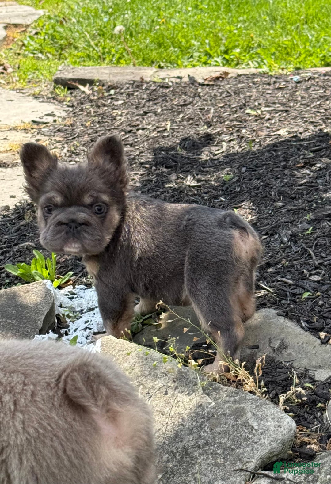 French Bulldog dogs for sale: Blue - Image 8