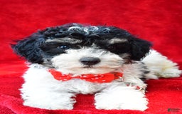 Miniature Poodle dogs for sale: Nicholas - Image 6