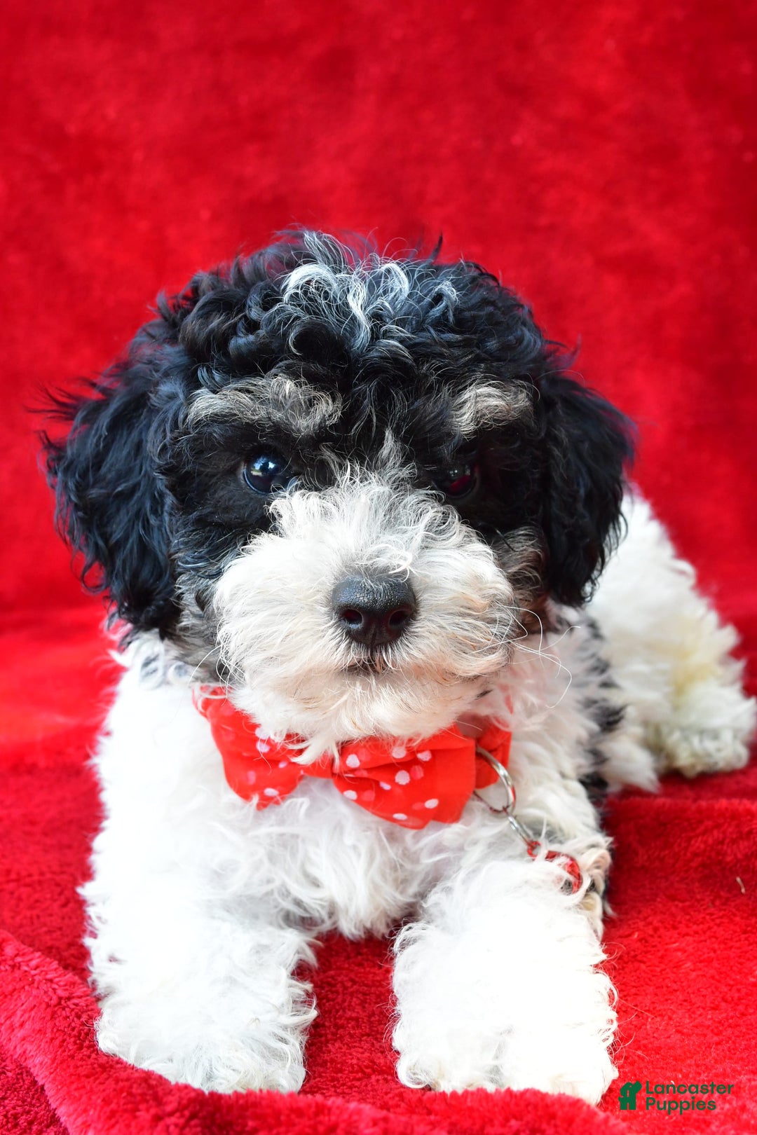 Miniature Poodle dogs for sale: Nicholas - Image 6