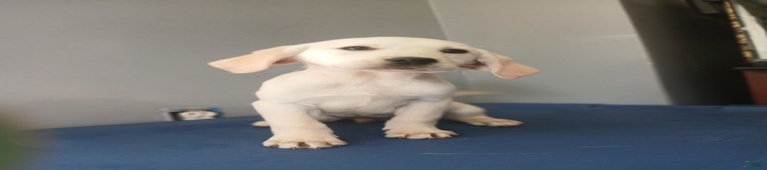 Buddy