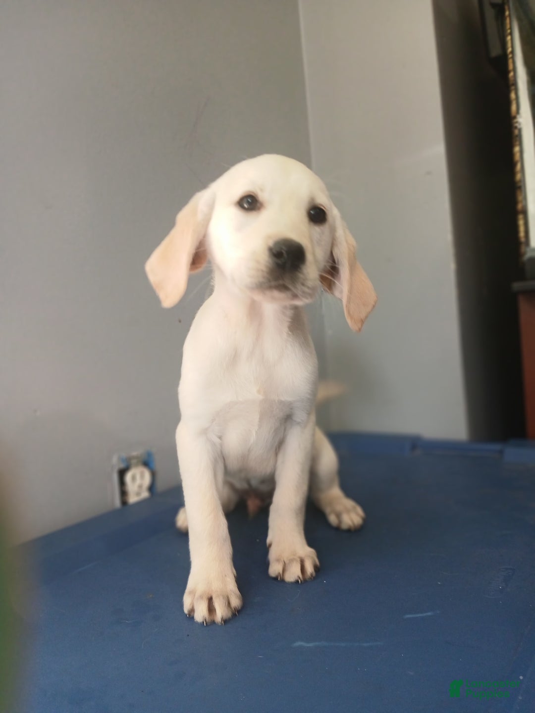 Labrador Retriever dogs for sale: Buddy - Image 1
