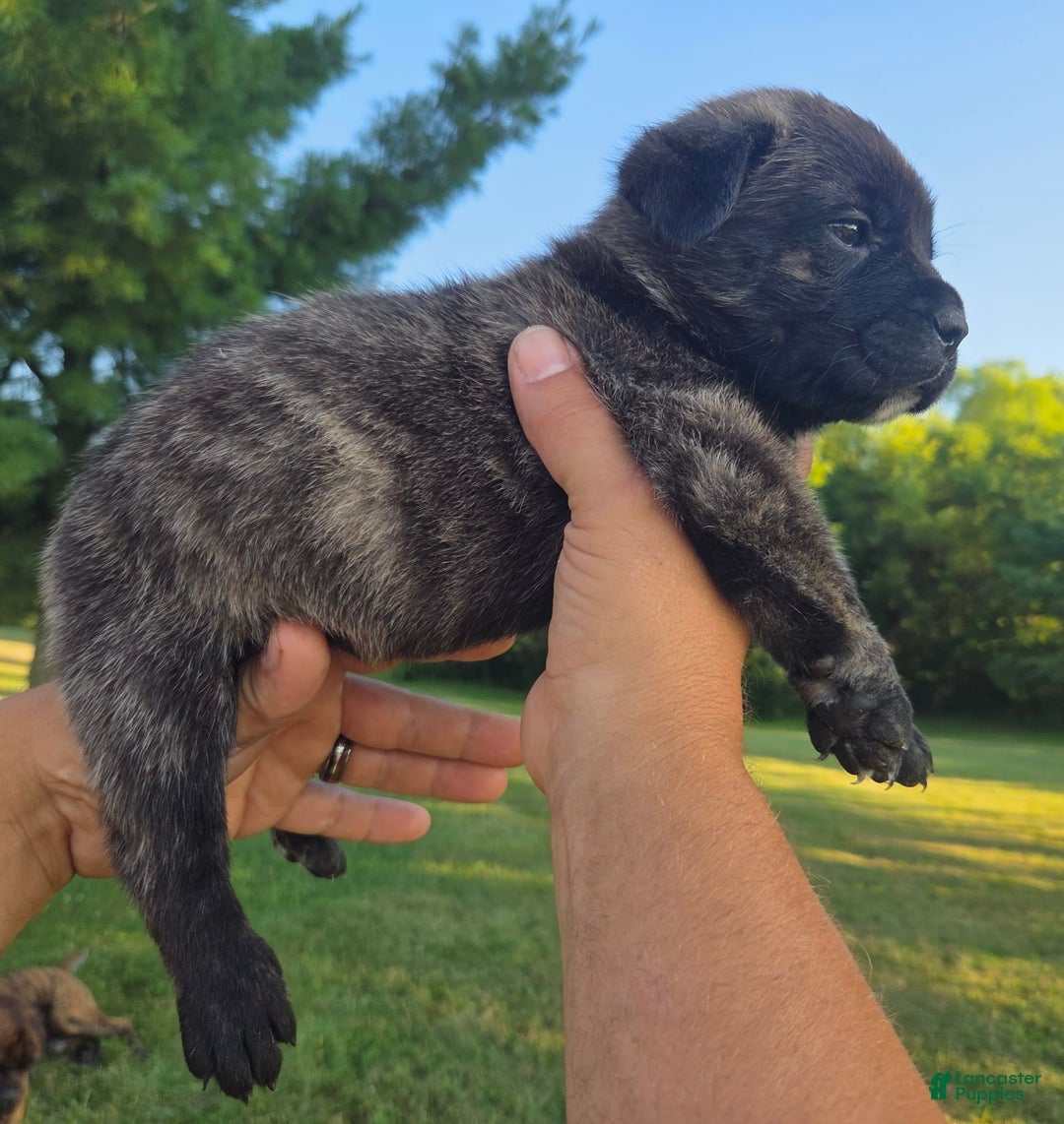 Cane Corso dogs for sale: Light Pink - Image 2