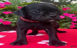 Puggle dogs for sale: Enzo - Image 2