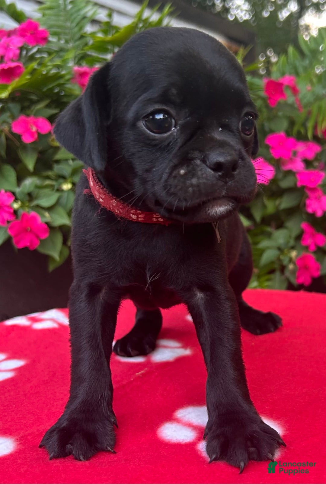 Puggle dogs for sale: Enzo - Image 2
