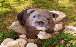 English Bulldog dogs for sale: Velour - Image 3