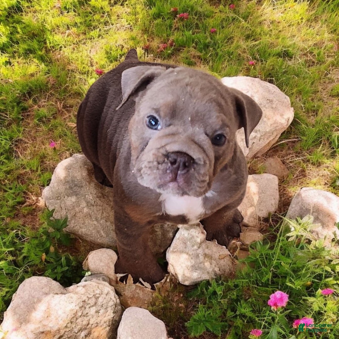 English Bulldog dogs for sale: Velour - Image 3