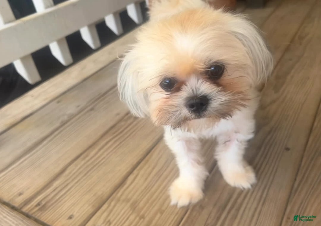 Shih Tzu dogs for sale: Junior - Image 1