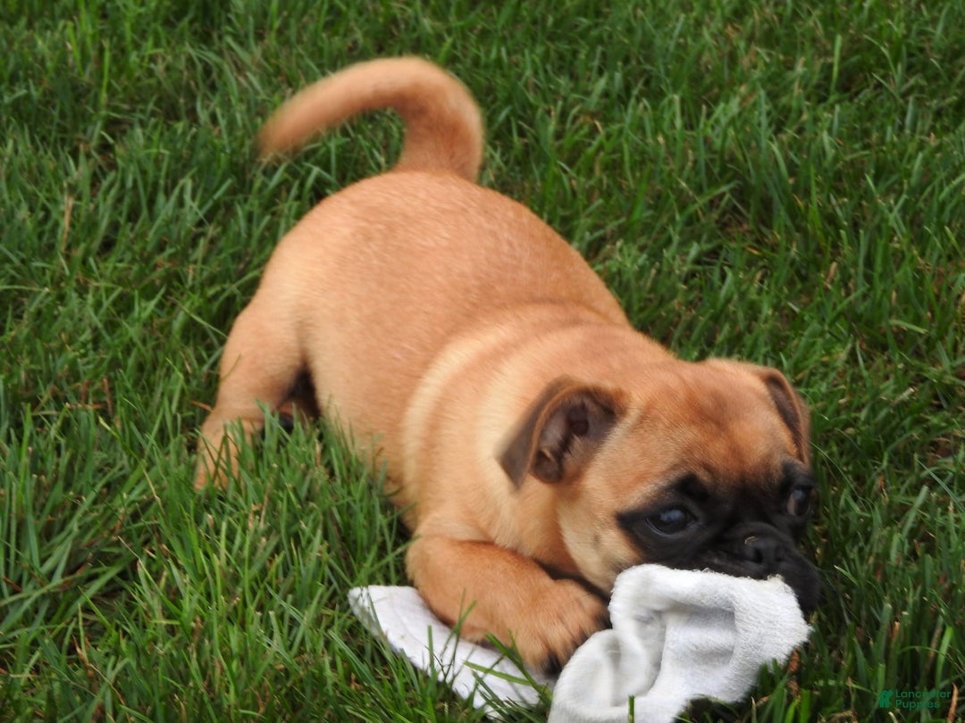 Jug dogs for sale: Riley - Image 3