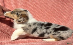 Welsh Corgi Pembroke dogs for sale: Welsh Corgi (Pembroke) 3 puppies - Image 10