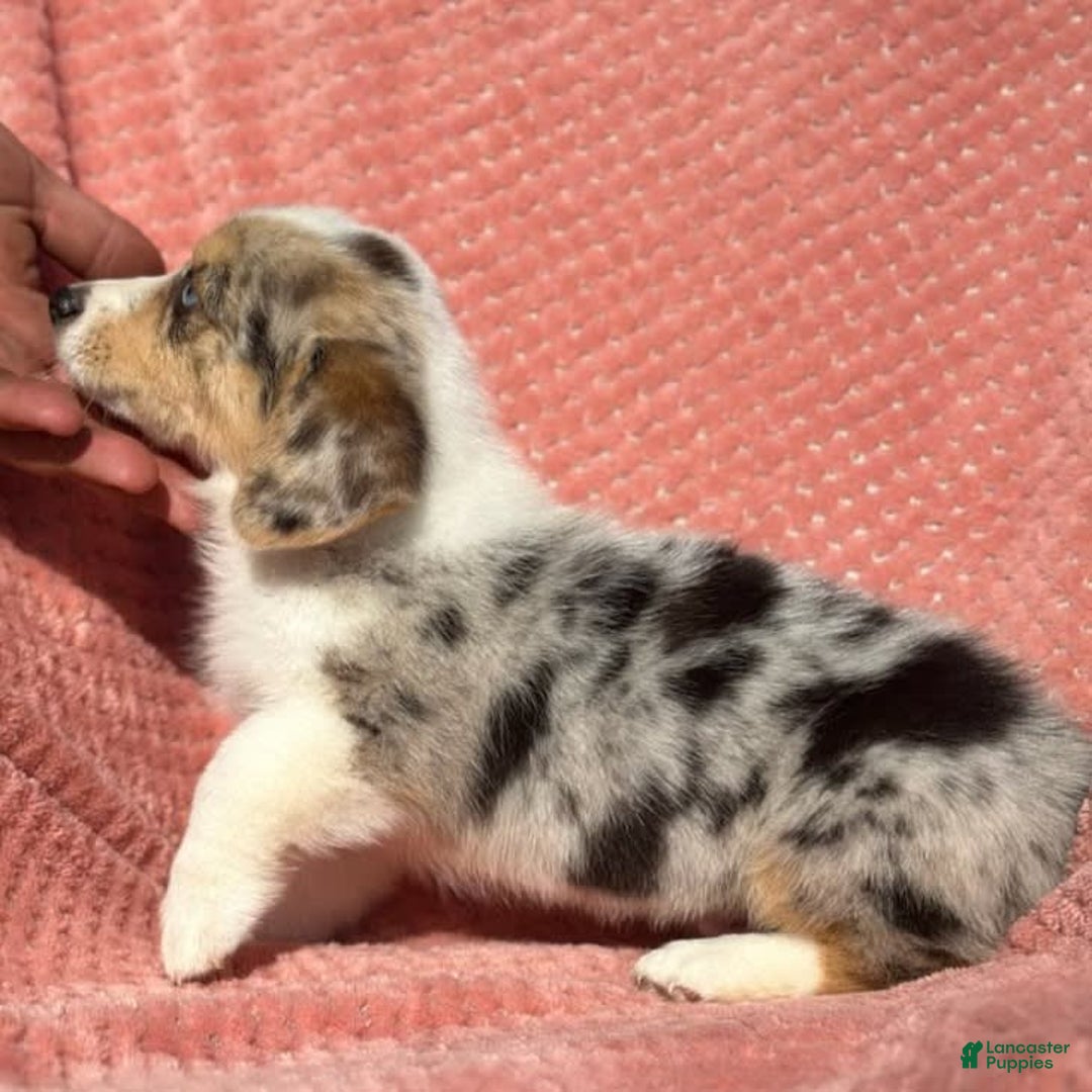 Welsh Corgi Pembroke dogs for sale: Welsh Corgi (Pembroke) 3 puppies - Image 10