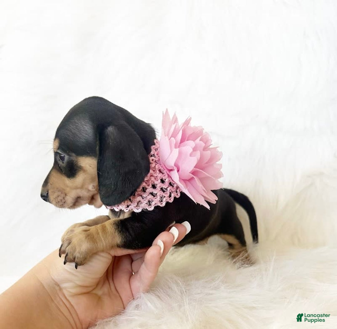 Miniature Dachshund dogs for sale: Akc Lola - Image 9