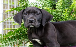 Great Dane dogs for sale: Krista - Image 8