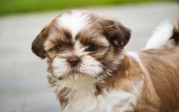Shih Tzu dogs for sale: Shih Tzu 4 puppies - Image 31