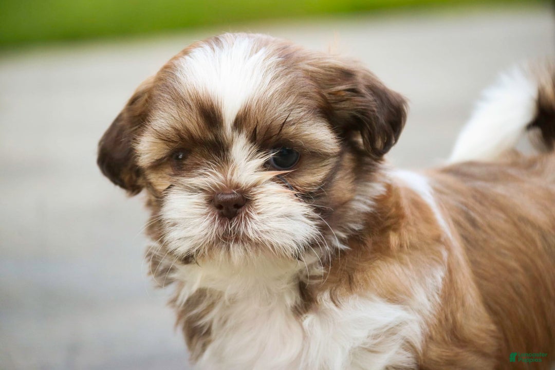 Shih Tzu dogs for sale: Shih Tzu 4 puppies - Image 31