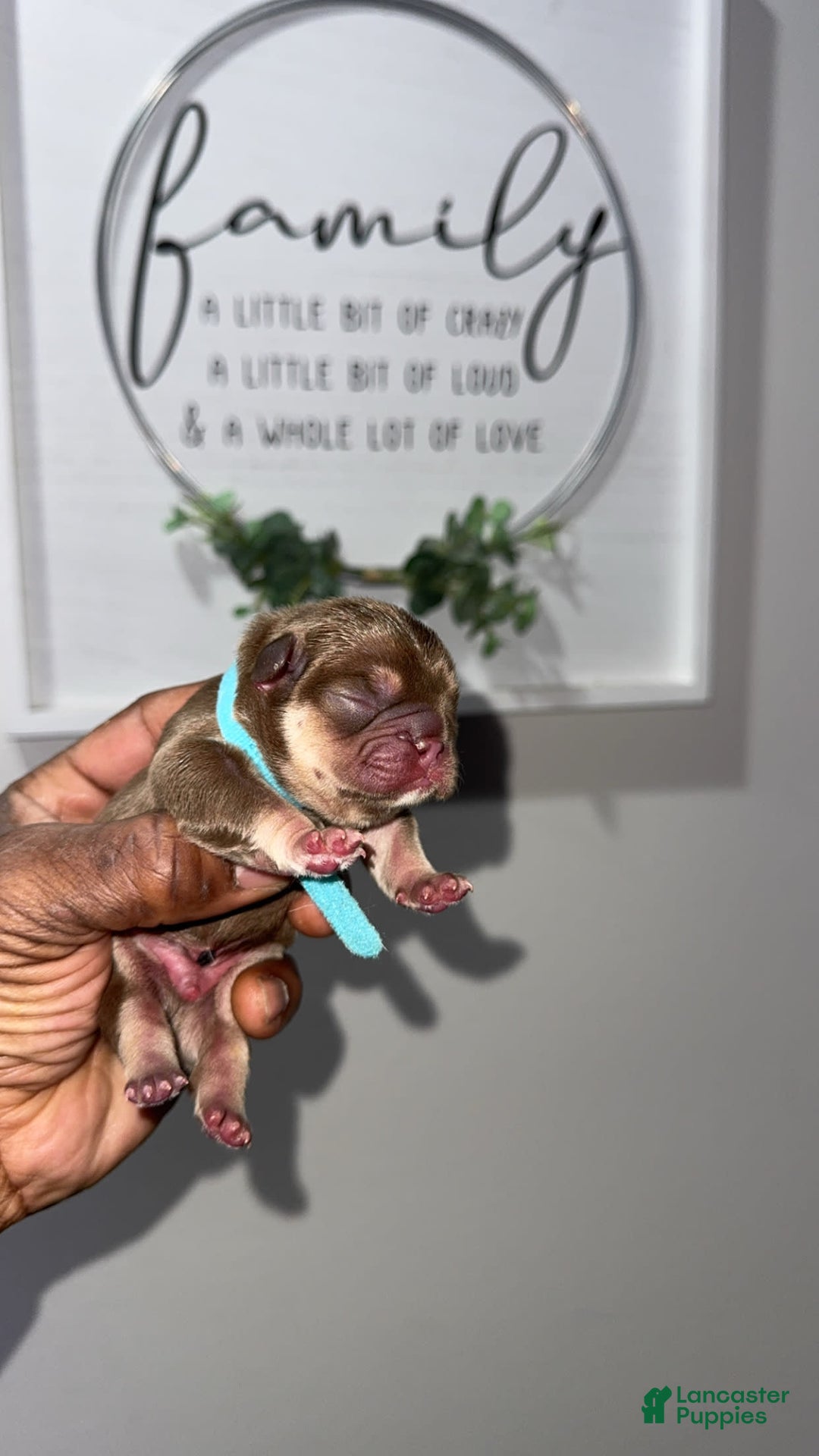 French Bulldog dogs for sale: Bahha - Image 13