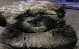 Shih Tzu dogs for sale: N/a - Image 1