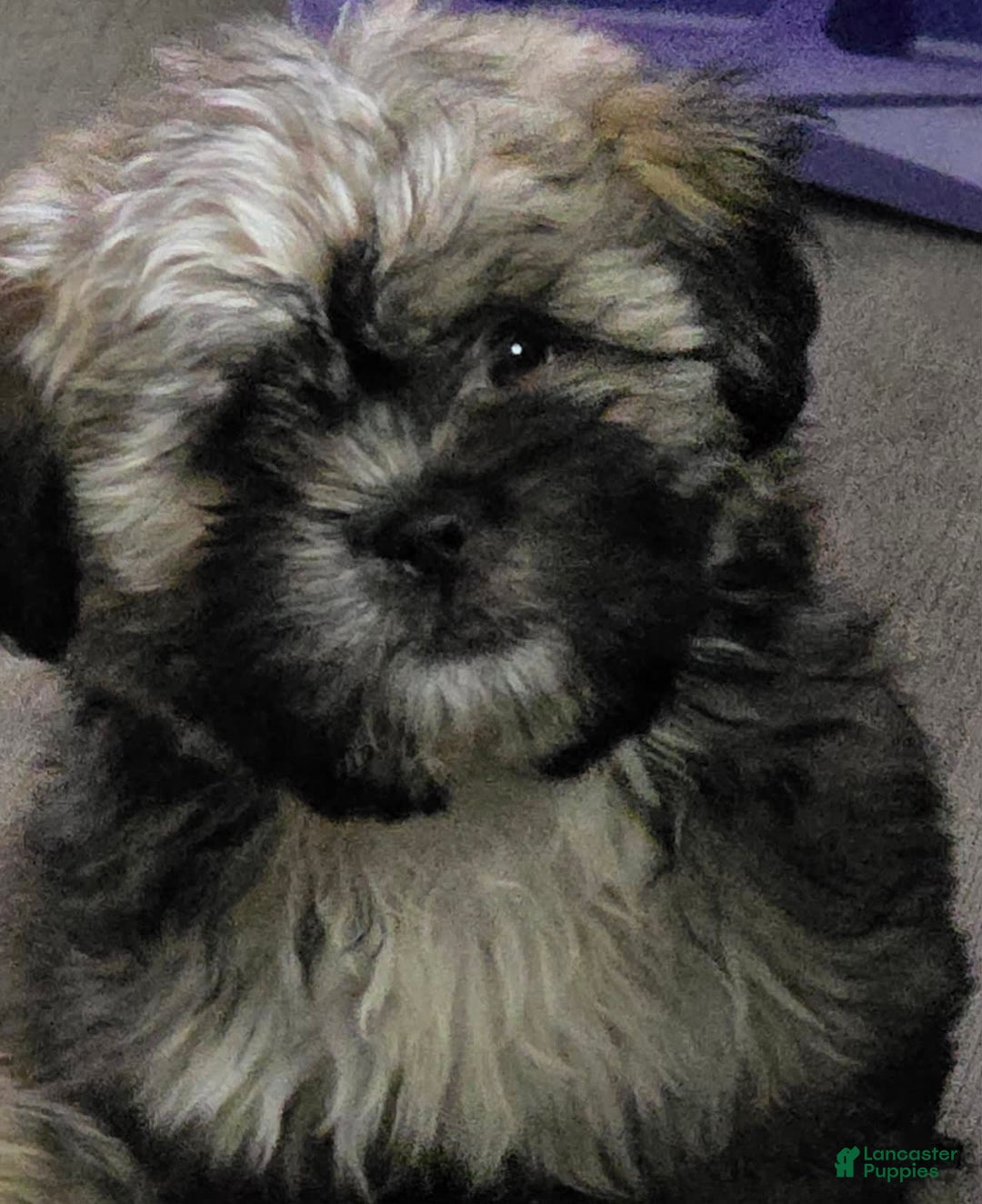 Shih Tzu dogs for sale: N/a - Image 1