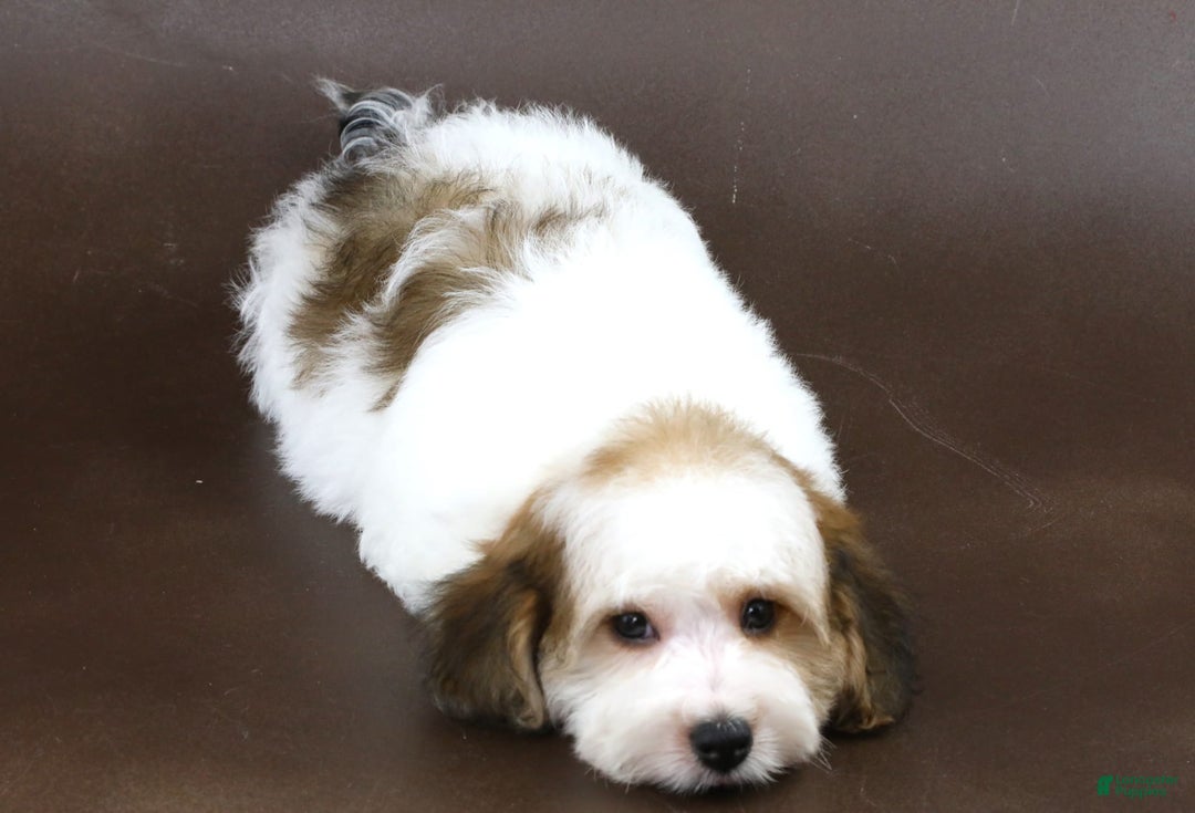 Yorkiepoo dogs for sale: Leo - Image 14