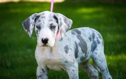 Great Dane dogs for sale: Joujou - Image 5
