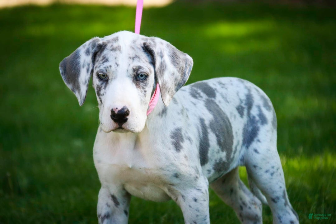 Great Dane dogs for sale: Joujou - Image 5