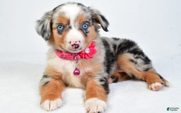 Miniature Australian Shepherd dogs for sale: Shelly - Image 8