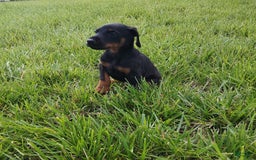 Doberman Pinscher dogs for sale: Alice - Image 1