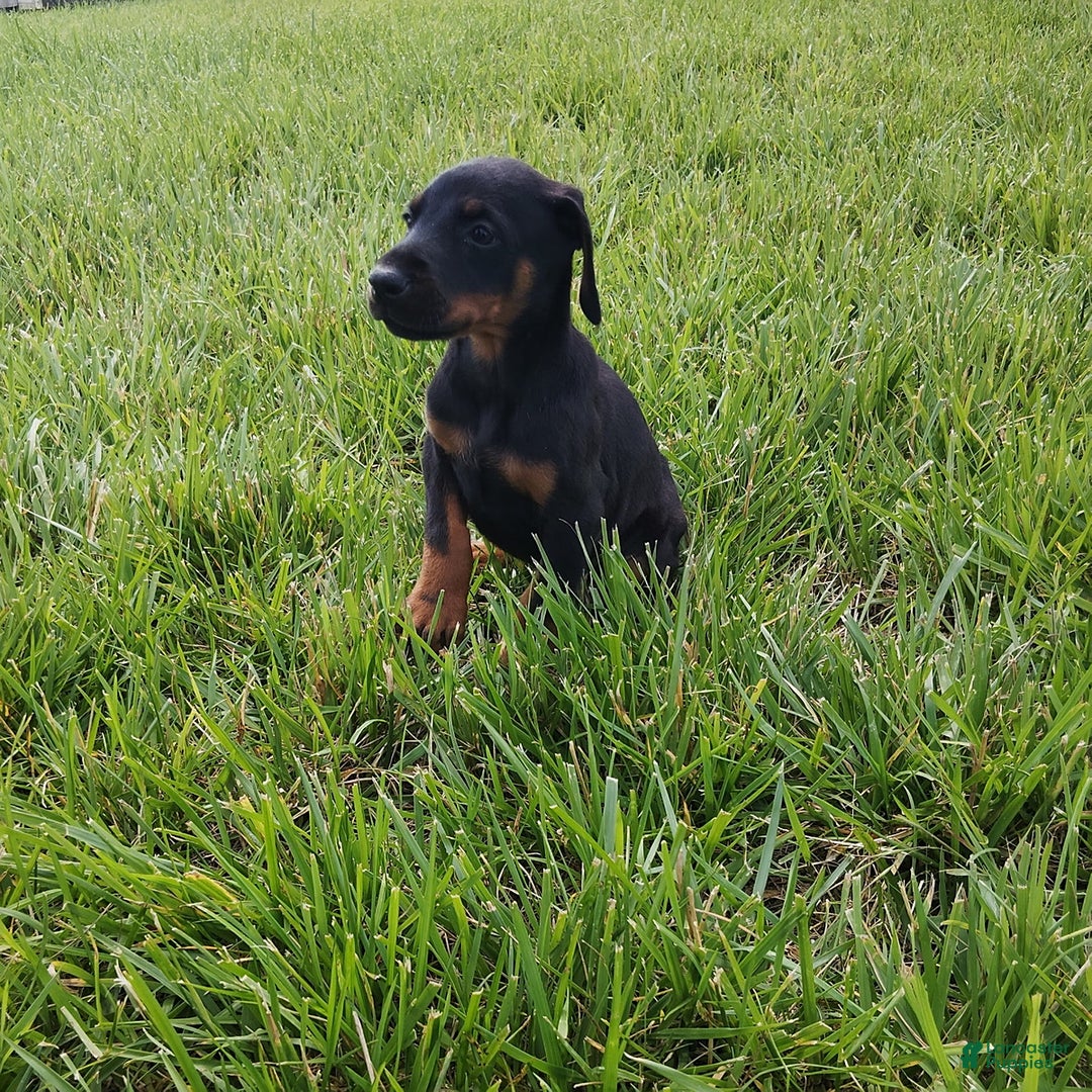 Doberman Pinscher dogs for sale: Alice - Image 1