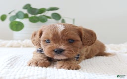 Cavapoo dogs for sale: Forest - Image 1