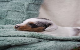 Doxiepoo dogs for sale: Muffin - Image 1