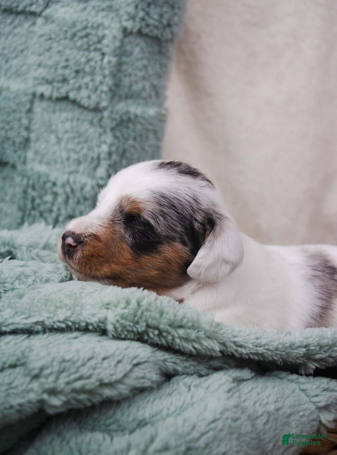Doxiepoo dogs for sale: Muffin - Image 1