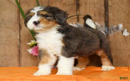 Bernedoodle dogs for sale: Diana - Image 7