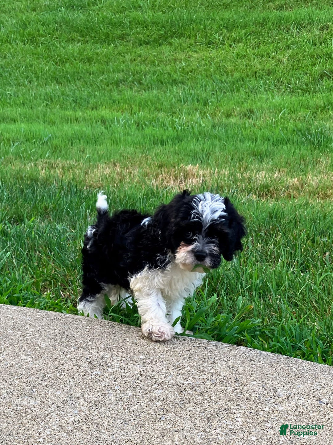 Cockapoo dogs for sale: Charlie - Image 12