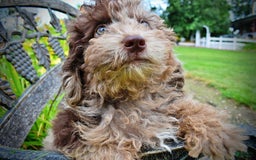 Havapoo dogs for sale: Bentley - Image 8