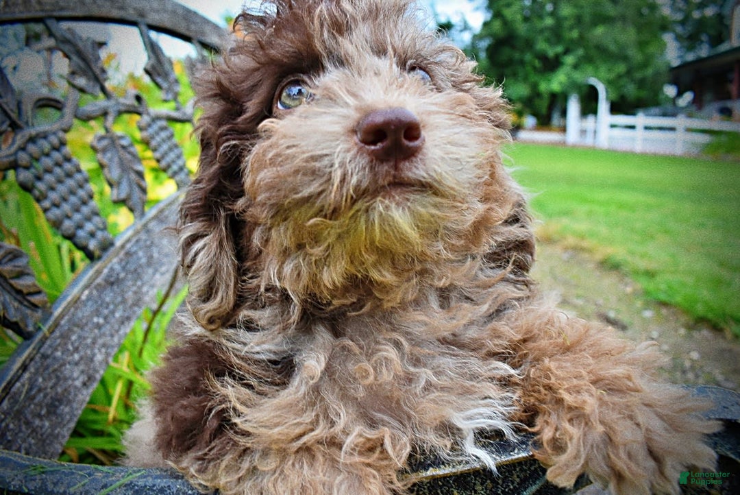 Havapoo dogs for sale: Bentley - Image 8