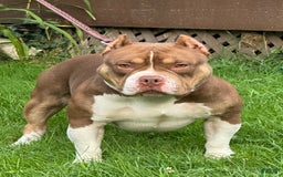 American Bully dogs for sale: louie - Image 3