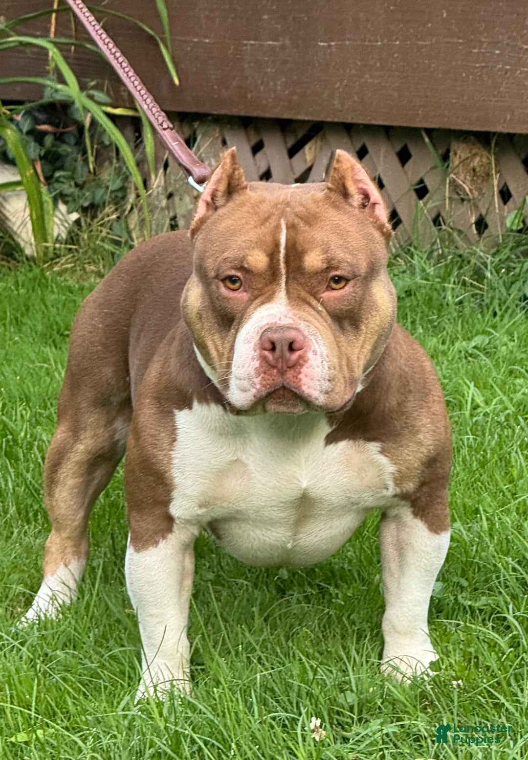 American Bully dogs for sale: louie - Image 3
