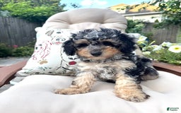 Mini Goldendoodle dogs for sale: Marry - Image 1
