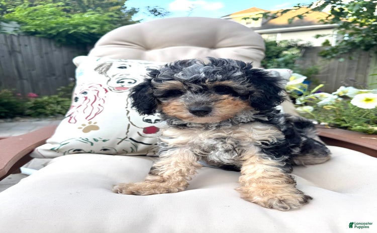 Mini Goldendoodle dogs for sale - Ad 5