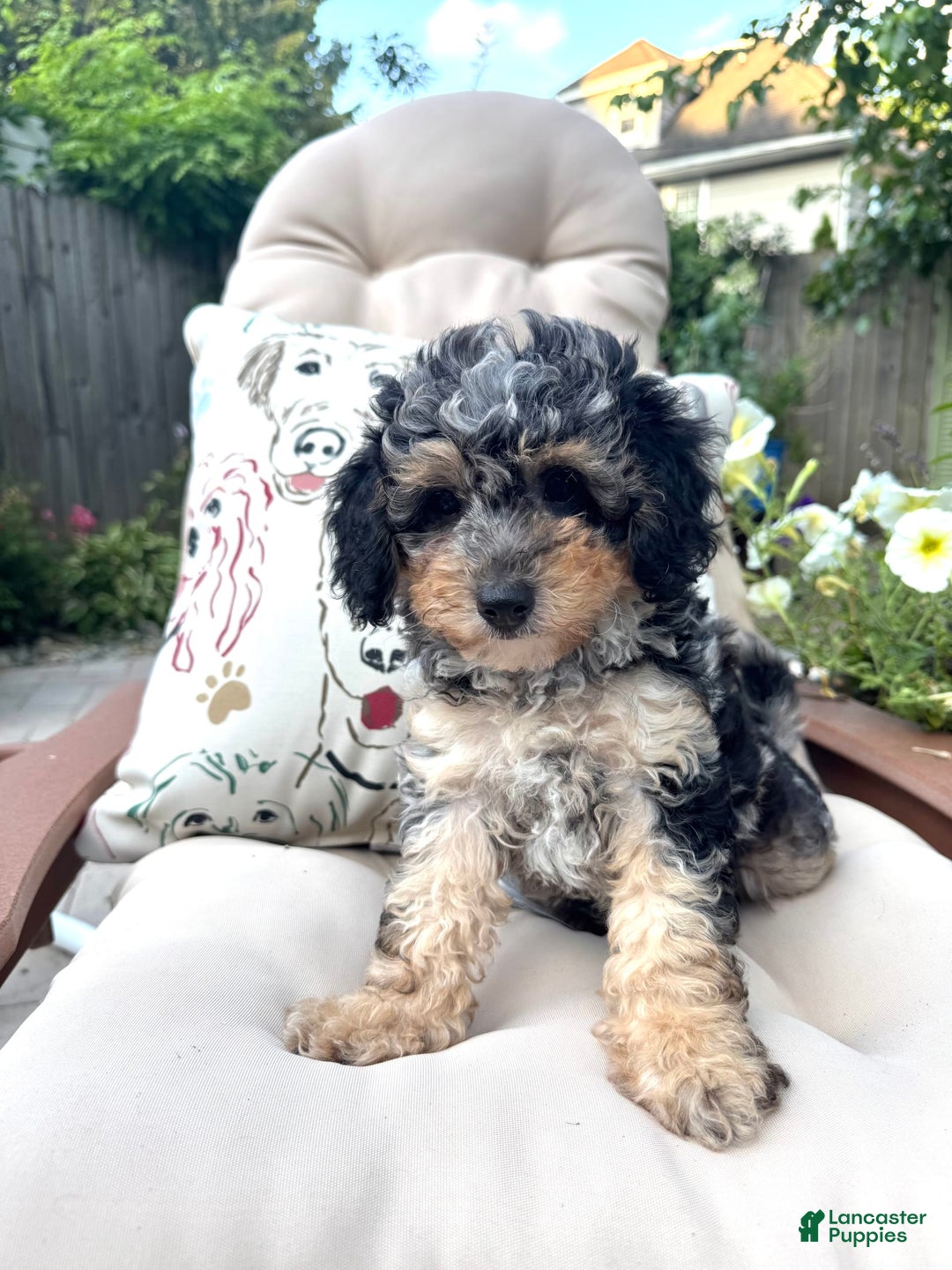 Mini Goldendoodle dogs for sale: Marry - Image 1