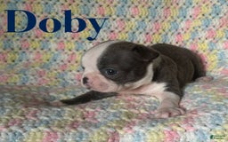 Boston Terrier dogs for sale: Doby - Image 2