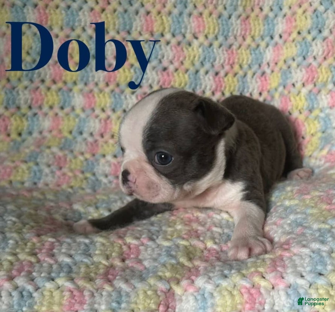 Boston Terrier dogs for sale: Doby - Image 2