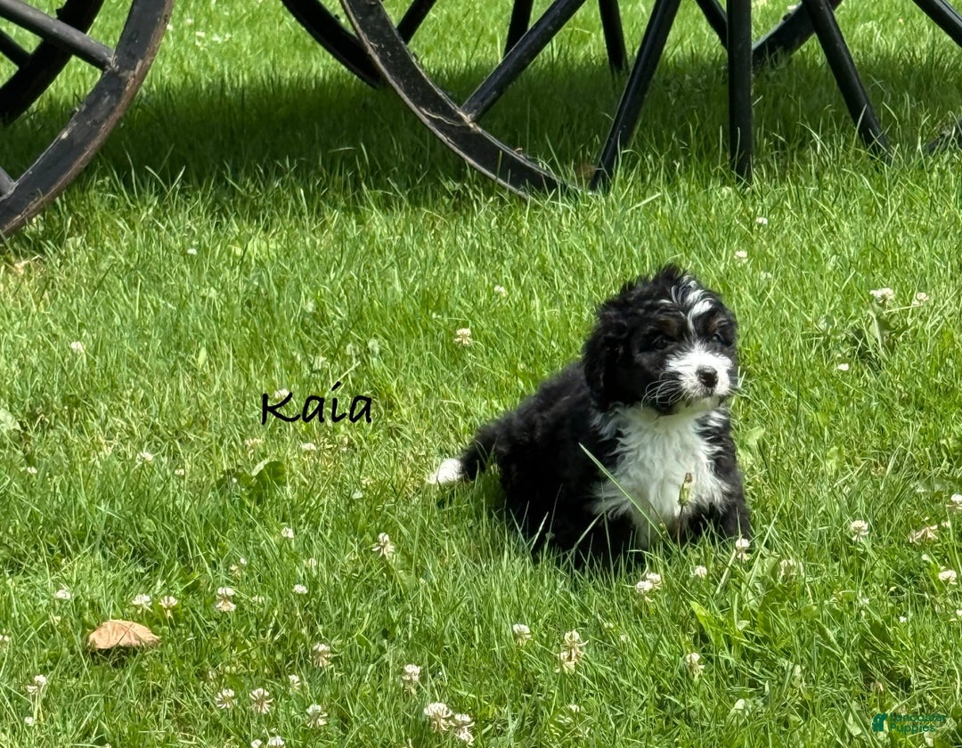 Bernedoodle dogs for sale: Kaia - Image 3